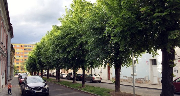 Stromořadí Louny (2).jpg